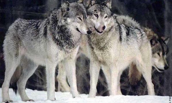 Where Can You Hunt Gray Wolves?