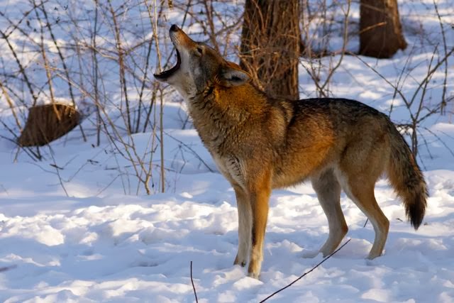 Reintroduction of Red Wolves Into North Carolina 