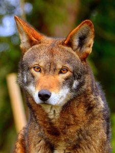 Reintroduction of Red Wolves Into North Carolina 