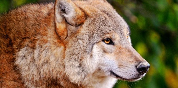 Reintroduction of Red Wolves Into North Carolina: Good News