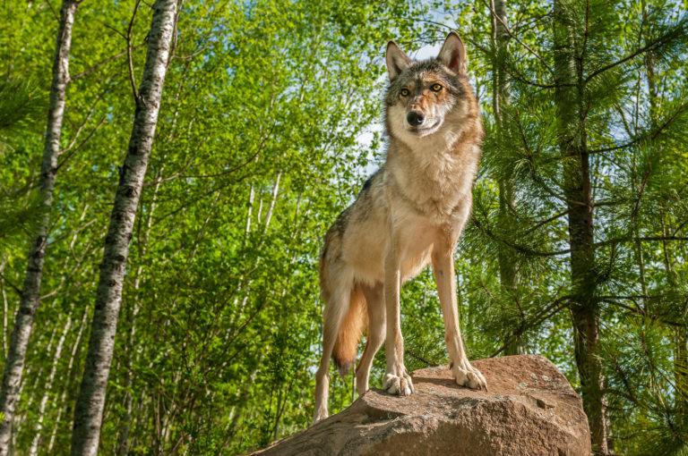 How to Track Animal Movement In the Woods