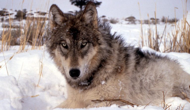 Wolf Hunting In North America; Facts and Figures