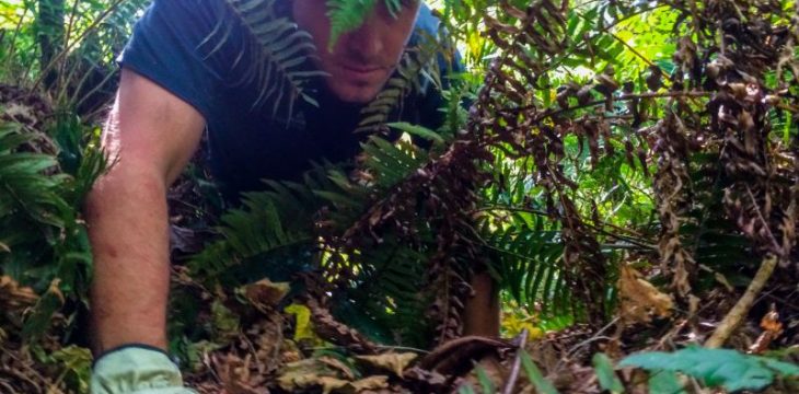 How to Track Animal Movement In the Woods