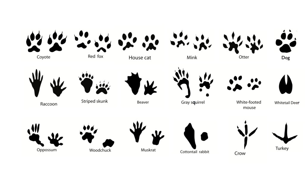 How to Track Animal Movement In the Woods