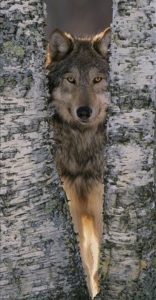 How to Track Animal Movement In the Woods