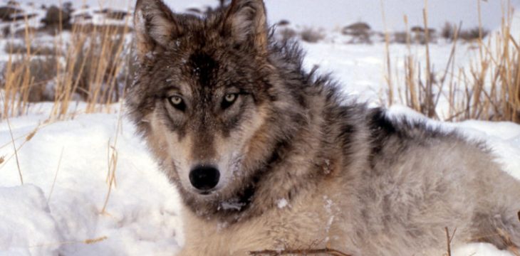 Wolf Hunting In North America; Facts and Figures